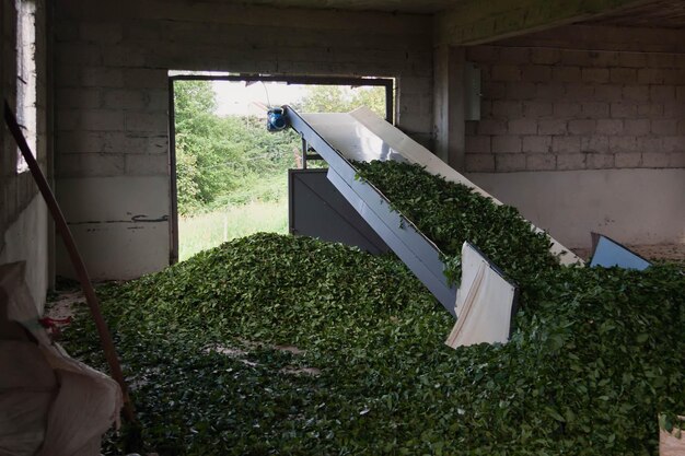 Conveyor Belts For Tea Leaf Industry